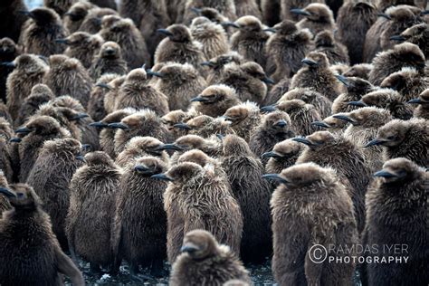 South Georgia Wildlife – Ramdas Iyer Photography