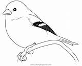 American Goldfinch Coloring Page For Kids  Free Finches Printable sketch template