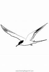 Arctic Tern 1 Coloring Page For Kids  Free Gulls Printable sketch template