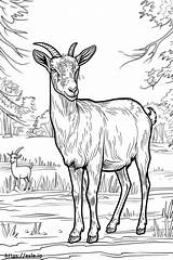 American Pygmy Goat Cartoon coloring Page sketch template