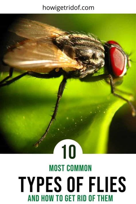 10 Most Common Types Of Flies and How To Get Rid Of Them - How I Get Rid Of