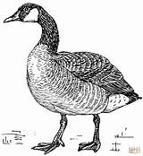 Canada Goose coloring page  Free Printable Coloring Pages sketch template