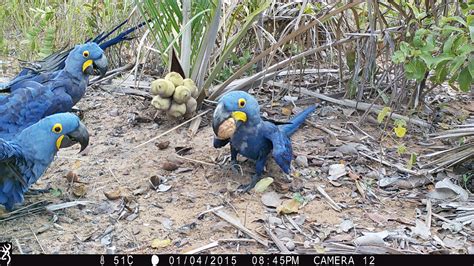 These blue macaws help grow the forest around them, a new study finds