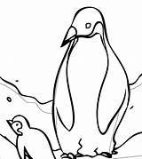 Adelie Penguin Coloring Page At GetColoringscom  Free Printable sketch template