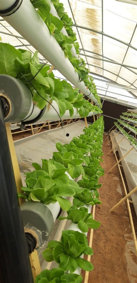 Commercial Hydroponics Systems – Hydroponics Systems for Home, School ...