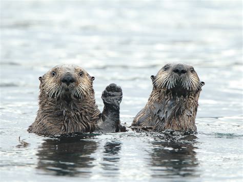 PHOTOS: Comedy Wildlife Finalists Offer Ode To Silly Serendipity | NCPR ...