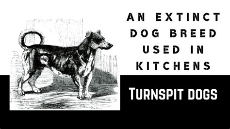 Turnspit dog - An extinct dog breed used in kitchens - YouTube