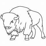 Free Printable Bison Coloring Pages For Kids sketch template