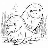 Manatee Free Coloring Pages sketch template