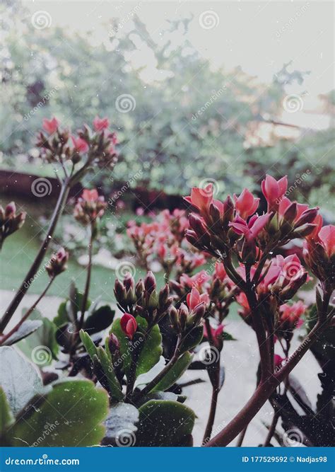 Flowers on window stock photo. Image of beautiful, plants - 177529592