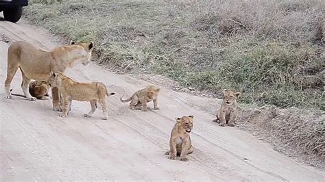 Lion cubs roaring. - YouTube