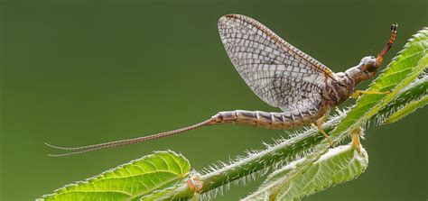 Ephemeroptera - a photo on Flickriver