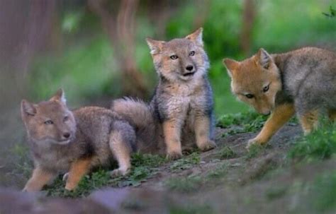 Tibetan Sand Fox Facts, Habitat, Diet, Life Cycle, Baby, Pictures
