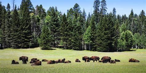 Kaibab National Forest | Visit Arizona