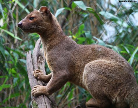 Pin by Torrie Blake on Kingdom: Animalia | Fossa animal, Endangered animals, Animals