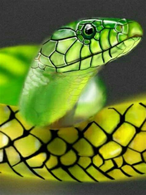 Art Activities For Kids, Reptiles And Amphibians, Viper, Animal Photography, Animals Beautiful ...