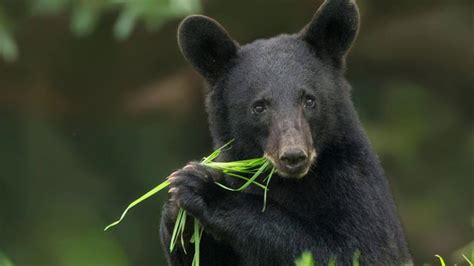 Saving the Southern Wild: Louisiana Black Bear - YouTube