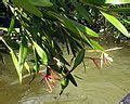 Epidendrum longicolle - Wikimedia Commons