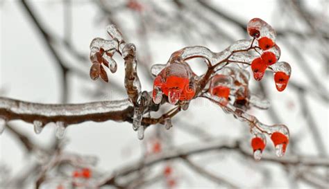 Effects Freezing Rain Trees Ice Crust Stock Photos - Free & Royalty ...