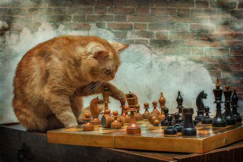 HD Wallpaper: Cat Chess Master