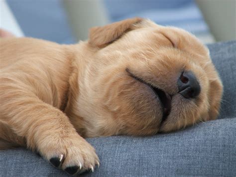 sleeping puppy! 1 Free Photo Download | FreeImages