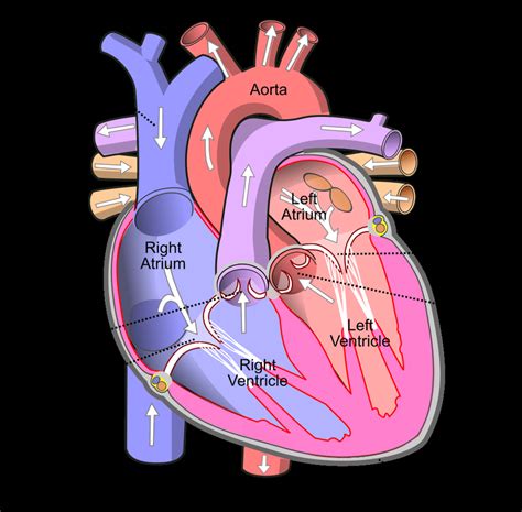 A Labelled Diagram Of The Heart | Images and Photos finder