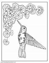 Free Hummingbird Coloring Pages For Kids sketch template