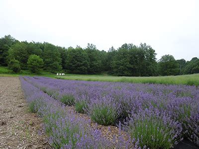 Lavender Hill Farm of Niles, Michigan LLC – Great Lakes Lavender Growers