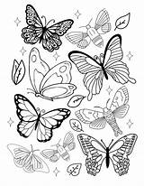 Free Simple Butterfly Coloring Pages  Little Moon sketch template