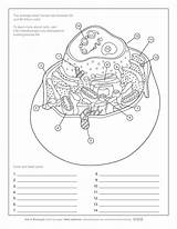 Animal Cell Coloring Worksheet – Owhentheyankscom sketch template