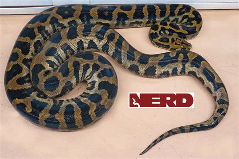 Hybrid - Reticulated Python Traits - Morphpedia