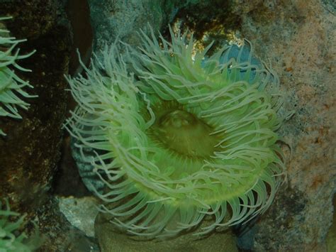 The Online Zoo - Giant Green Anemone