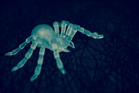Halloween Spider Free Stock Photo - Public Domain Pictures