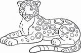 jaguar Printable coloring pages sketch template