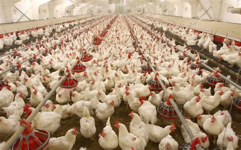 Poultry firms may collapse before June, operators warn