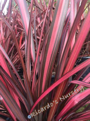 Phormium 'Rainbow Warrior' (New Zealand Flax) – Ricardo's Nursery