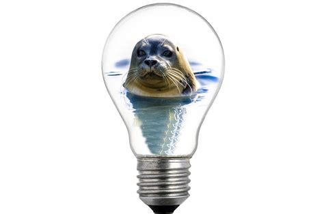 Seal In The Bulb Free Stock Photo - Public Domain Pictures