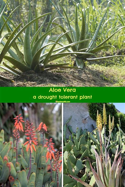 Florida Drought Tolerant Plants, Good for Southern US and Beyond ...