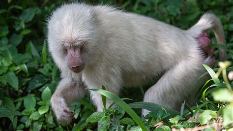 Rare white baboon spotted in Tanzania's Arusha National Park - CGTN