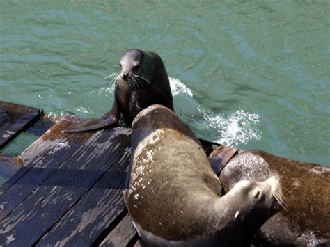 Free Images : water, wave, animal, wildlife, zoo, mud, seal, fauna, sea lion, otariidae, seals ...