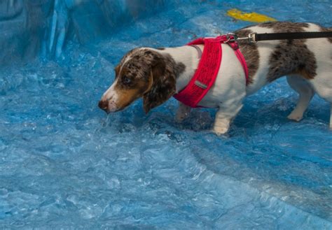 Dapple Dachshund Dog Free Stock Photo - Public Domain Pictures