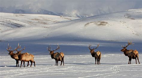 Bull elk at National Elk Refuge in Wyoming in winter | FWS.gov