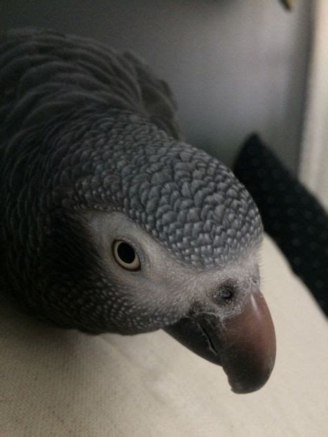 9 Best Timneh Parrot images in 2020 | Parrot, Timneh african grey ...