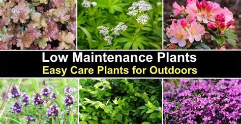 What Are The Best Low Maintenance Outdoor Plants - Outdoor Lighting Ideas