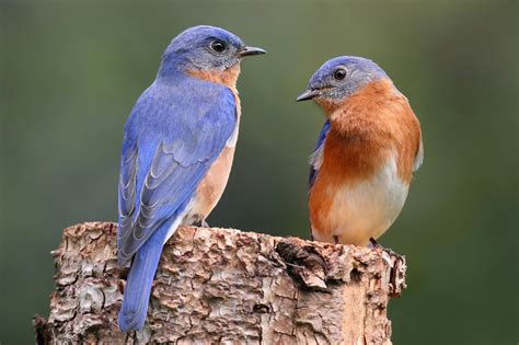 Birds In Illinois: The 35 Most Popular Species You'll Recognize