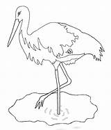 Coloring Ecosystem Bociany Storks Druku Kolorowanki Stork Bocian  sketch template