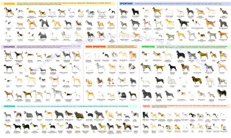 Dog Breeds Identification poster| theposterdepot.com USA Seller – The ...