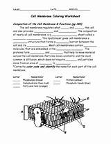 Cell Membrane Coloring Worksheet  Fill And Sign Printable sketch template