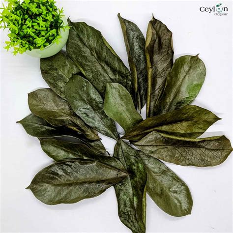 500+ Soursop Leaves, Dried Soursop Leaves | Ceylon Organic