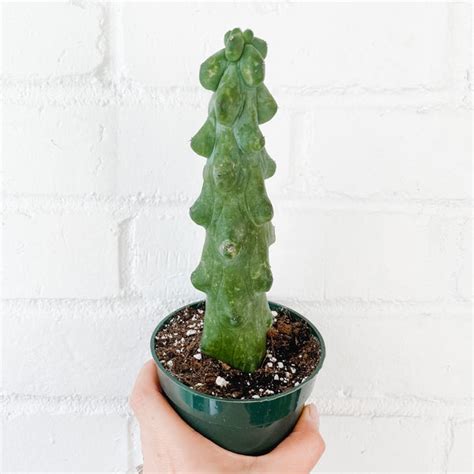 Cactus – Cactus Club Co